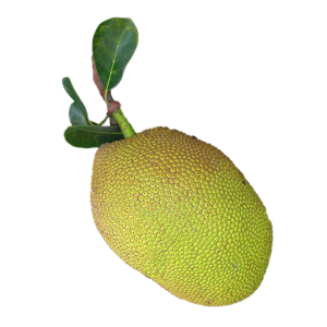 Jackfruit PNG
