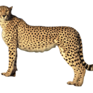 Cheetah PNG