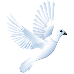 white dove pigeon PNG