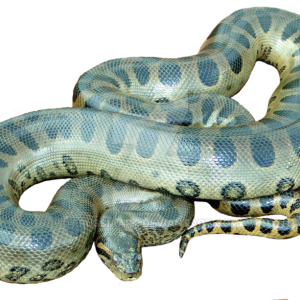 Anaconda PNG