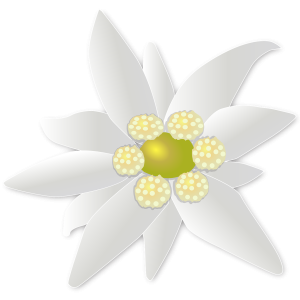 Edelweiss PNG
