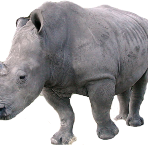 Rhino PNG