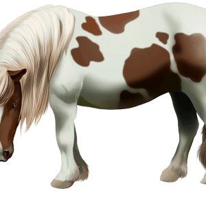 Pony PNG
