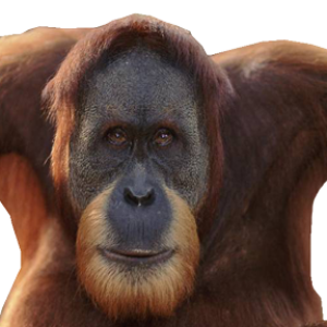 Orangutan PNG