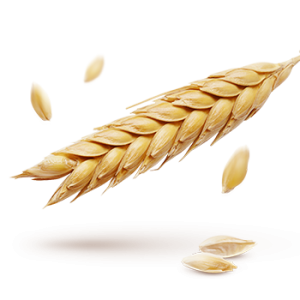 Wheat PNG
