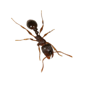 ant PNG