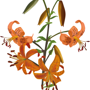 Lilium PNG