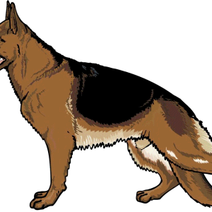 German Shepherd PNG