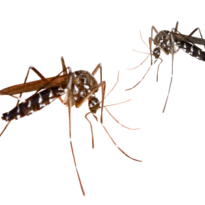 Mosquitos PNG