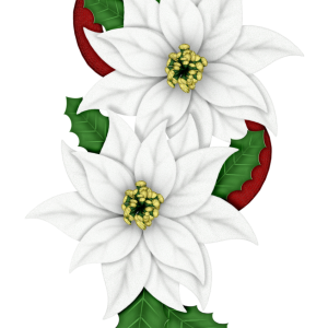 Edelweiss PNG