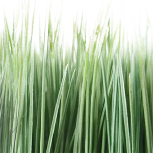 Grass PNG