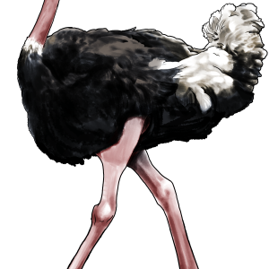 Ostrich PNG