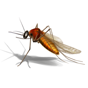 Mosquito PNG