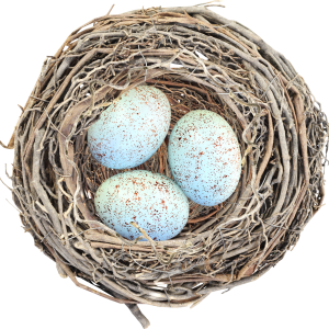 Nest PNG