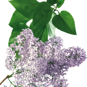 Lilac PNG