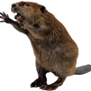 Beaver PNG