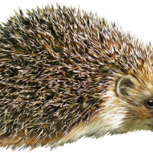Hedgehog PNG