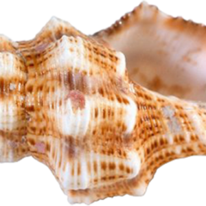 Conch PNG