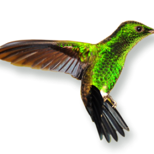 Hummingbird PNG