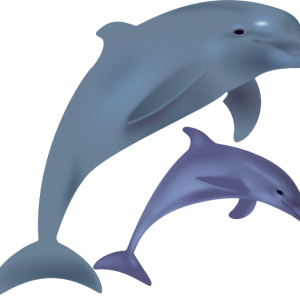Dolphin PNG