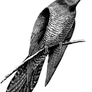 Cuckoo PNG