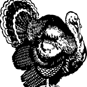 Turkey bird PNG