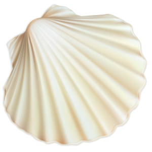 Seashell PNG