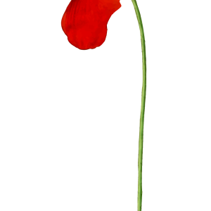 Poppy flower PNG