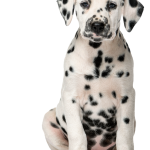 Dalmatian puppy PNG