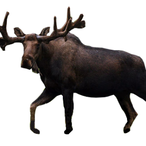 Moose, elk PNG