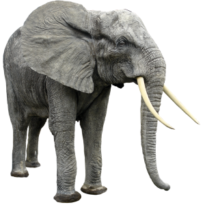 Elephant PNG