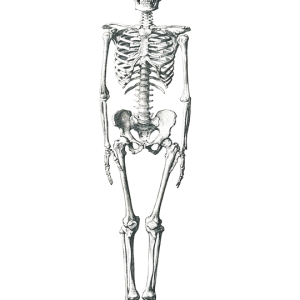Skeleton PNG