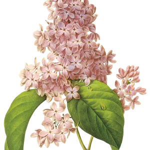 Lilac PNG