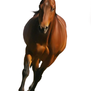 clipart brown horse png image, free download picture, transparent background
