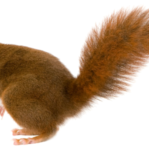 Squirrel PNG