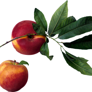 Peach PNG image