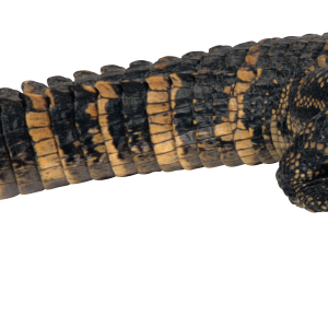 Alligator PNG
