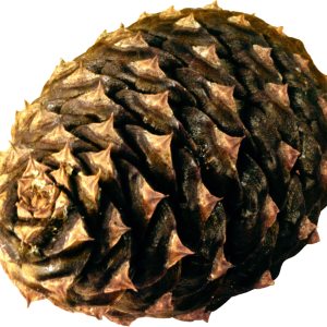 Pine cone PNG