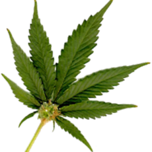 Cannabis PNG