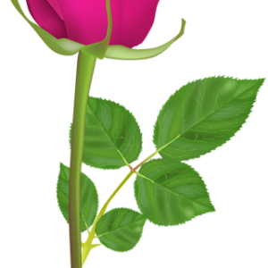Rose PNG