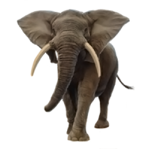 Elephant PNG