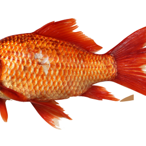 Fish PNG