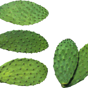 Cactus PNG image