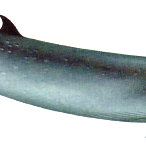 Whale PNG