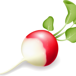 Radish PNG