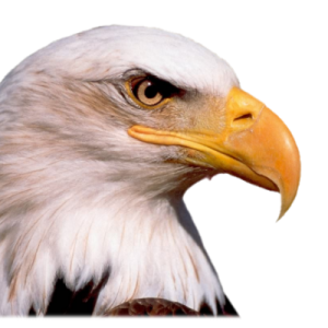 Eagle head PNG image, free download