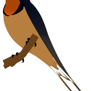 Swallow PNG