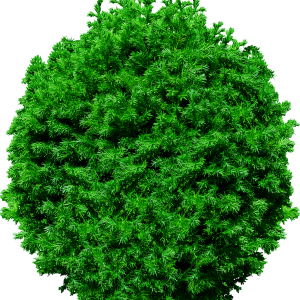 Fir-tree PNG image