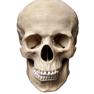 Skull PNG