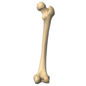 Bone PNG